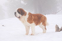 Saint Bernard dog in snow and fog by coniferous trees, mountains of Southern California, USA