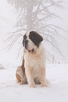 Saint Bernard dog in snow and fog by coniferous trees, mountains of Southern California, USA