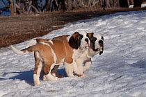 Two Saint Bernard dog puppies in snow, mountains of Southern California, USA