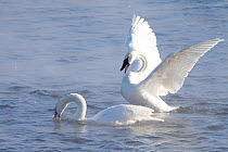 Trumpeter swans (Cygnus buccinator) in winter morning mist, stretching wings on Mississippi River, Minnesota, USA