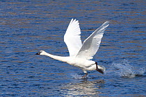 Trumpeter Swan (Cygnus buccinator) taking off with typical "run on water" launch, Mississippi River, Minnesota, USA