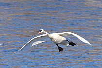 Trumpeter Swan (Cygnus buccinator) in flight, braking with wings and feet before landing, over Mississippi River, Minnesota, USA