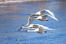 Trumpeter Swans (Cygnus buccinator) two adults and two juveniles, in flight over Mississippi River, Minnesota, USA