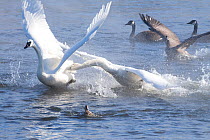 Trumpeter Swans (Cygnus buccinator) showing aggression during courtship behaviour, Mississippi River, Minnesota, USA, February