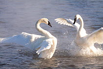 Trumpeter Swans (Cygnus buccinator) in winter morning mist, showing aggression during courtship behaviour, Mississippi River, Minnesota, USA, February