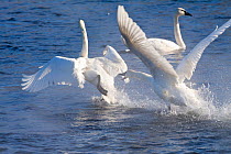 Trumpeter Swans (Cygnus buccinator) in winter morning mist, showing aggression during courtship behaviour, Mississippi River, Minnesota, USA, February