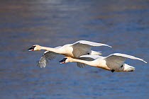 Trumpeter Swans (Cygnus buccinator) in flight, rusty stains on plumage are from ironoxide in water, over Mississippi River; Minnesota; USA