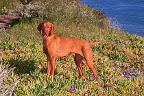Hungarian Vizsla dog standing in ice plant on bluff overlooking Pacific Ocean, Southern California, USA