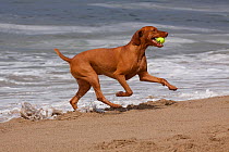 Hungarian Vizsla dog playing with tennis ball on sandy beach, Southern California, USA
