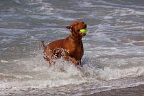 Hungarian Vizsla dog running out of surf with tennis ball, Southern California, USA