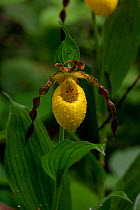 Yellow lady's slipper orchid (Cypripedium calceolus) flowering in deciduous forest, Michigan, USA