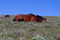 Wild horse / Mustang (Equus caballus) stallion sleeping in mountain meadow among shooting-star flowers, Pryor Mountains, Wyoming / Montana border, USA