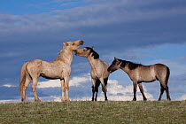 Wild horse / Mustang (Equus caballus) grey stallion 'Cloud' interacting with two mares from his harem, Pryor Mountains, Wyoming / Montana border, USA