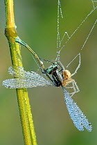 Spider with Common blue tailed damselfly {Enallagma cyathigerum} caught in web, Tamar Lake, Devon, UK.