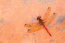 Common darter dragonfly {Sympetrum striolatum} on pond-liner, Broxwater, Cornwall, UK. September 2009.