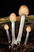 Fungi {possibly Coprinus sp} on tree stump, Horner Woods, near Porlock, Exmoor National Park, Somerset, UK. October.