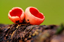 Scarlet Cup {Sarcoscypha austriaca} fungi growing on fallen branch, Cornwall, UK. November.