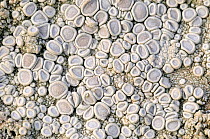 Crab's-eye / Crawfish lichen {Ochrolechia parella} close-up, Devon, UK. September.