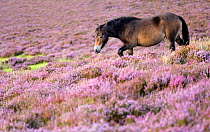 Exmoor pony {Equus caballus} walking amongst flowering heather {Ericaceae}, near Porlock Hill, Exmoor National Park, Somerset, UK. August.