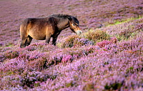 Exmoor pony {Equus caballus} grazing amongst flowering heather {Ericaceae}, near Porlock Hill, Exmoor National Park, Somerset, UK. August.