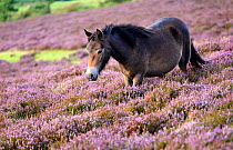 Exmoor pony {Equus caballus} walking amongst flowering heather {Ericaceae}, near Porlock Hill, Exmoor National Park, Somerset, UK. August.
