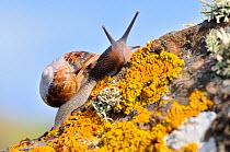 Common snail {Helix aspersa}, on lichen covered rock, The Lizard, Cornwall, UK. August.