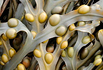 Bladder wrack {Fucus vesiculosus} seaweed. Sandymouth bay, Cornwall, UK. August.