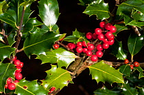 Holly {Ilex aquifolium} berries and leaves, Dartmoor, Devon, UK. October.