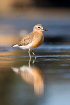 New Zealand dotterel (Charadrius / Pulvalis obscurus) in shallow water, Auckland, North Island, New Zealand, Endandered species
