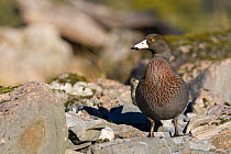 New Zealand blue duck (Hymenolaimus malacorhynchos) in dry upland river bed, West Coast, South Island, New Zealand, July, Endangered species