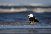 Southern black backed gull (Larus dominicanus) on beach, Avon-Heathcote Estuary, South Island, New Zealand