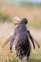 Yellow eyed penguin (Megadyptes antipodes) pair engaged in mutual preening, Otago Peninsula, New Zealand, February, Endangered species