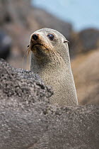 Young New Zealand fur seal (Arctocephalus forsteri) looking over rock, Banks Peninsula, South Island, New Zealand
