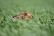 Brown hare (Lepus europaeus) in field of young crops, Canterbury, New Zealand