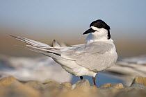 White-fronted tern (Sterna striata) portrait, at roost, Ashley Estuary, Canterbury, New Zealand