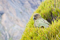 Kea (Nestor notabilis) in upland breeding habitat, Arthurs Pass National Park, New Zealand, Vulnerable species