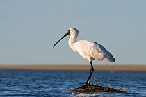 Royal spoonbill (Platalea regia) perched on mud mound, Ashley River Mouth, Canterbury, New Zealand, May