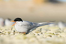 Black fronted tern (Childonias albostriatus) calling, Ashley River Mouth, Christchurch, New Zealand, May, Endangered species