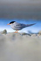 Black-fronted tern (Childonias albostriatus) on rock, Ashley River Mouth, Christchurch, New Zealand, May, Endangered species