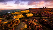 Derwent Edge at dawn, with heather (Erica sp) in bloom. The Wheel Stones can be seen to the right. Peak District National Park, England. September 2009.