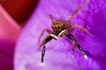 Jumping Spider {Euophrys frontalis} male on purple flower, Peak District National Park, May.