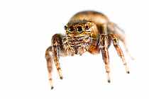 Jumping Spider {Evarcha falcata}, Peak District NP, UK. June.