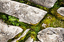 Harts tongue fern {Asplenium scolopendrium} and mosses growing in limestone pavement grikes, Yorkshire Dales National Park, UK. March.