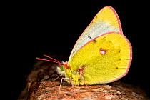 Mountain Clouded Yellow butterfly {Colias phicomone} on branch, Austrian Alps, June.
