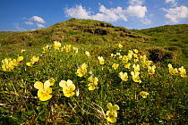 Mountain Pansy {Viola lutea}, Peak District National Park, England. April.