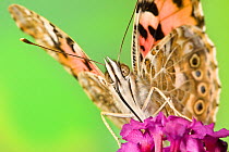 Painted Lady butterfly {Vanessa cardui} feeding on Buddleia {Buddleja davidii}. Captive, September.