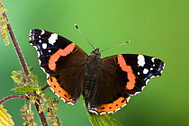 Red Admiral butterfly {Vanessa atalanta} on Nettle, Peak District National Park, Derbyshire, England. August.