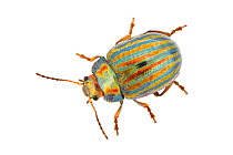 Rosemary beetle (Chrysolina americana) on white background.