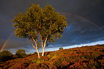 Silver Birch {Betula pendula / verrucosa} on heather moorland with stormy sky and rainbow. Stanton Moor, Peak District National Park, Derbyshire, England. September 2008.