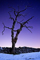 Dead tree in snow photographed with a long exposure at night, showing star trails. Peak District National Park, Derbyshire, UK. December 2008.